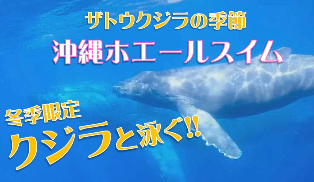2026年ホエールスイム那覇 受付開始2025年10月～