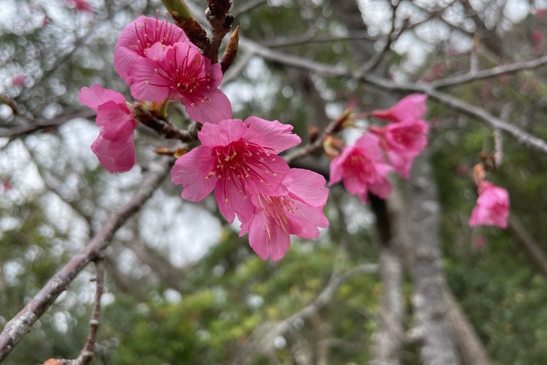 2025久米島桜ウォーキング「アーラ林道」