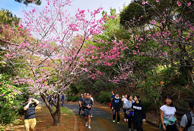 2025久米島桜ウォーキング～日本一早い花見ウォークイベント～