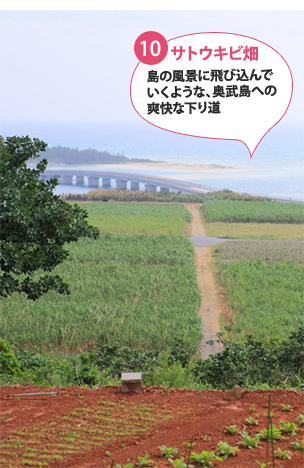 ⑩サトウキビ畑島の風景に飛び込んでいくような、奥武島への爽快な下り道
